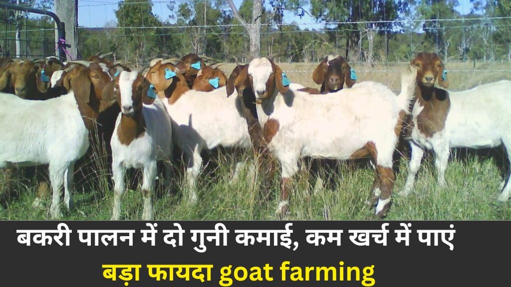 goat farming double benefits in hindi